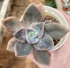Graptoveria Albert Baynes (Pote9) - comprar online