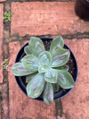 Echeveria Baron Bold (Pote 1)