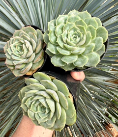 E. Onslow (Pote 9) - FLOR DE PEDRA - Loja virtual 