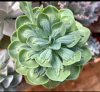 Echeveria Papagueno (pote 11)