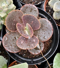 Echeveria Mahogany (pote 11) - FLOR DE PEDRA - Loja virtual 