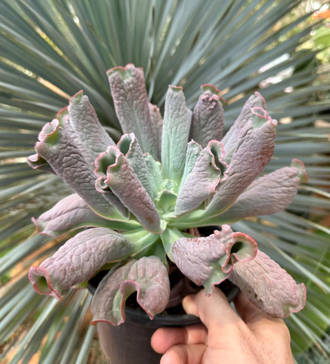 E Liguas (Pote 15 - Matriz)