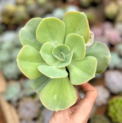 E Rosa de Jade (Pote 11) - loja online
