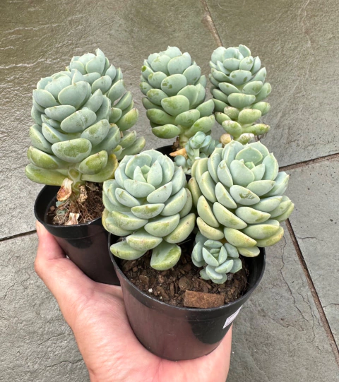 Spring Jade ( 2 cabeças)