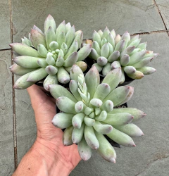 Dedo de anjo (Pote 9) - FLOR DE PEDRA - Loja virtual 