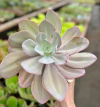 E. Asta (Pote 11)