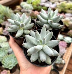 Pachyphytum Mexicano (Pote 9) - loja online