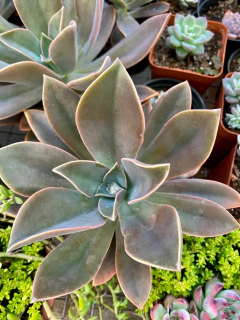 Frede Ives (Pote 11) - FLOR DE PEDRA - Loja virtual 