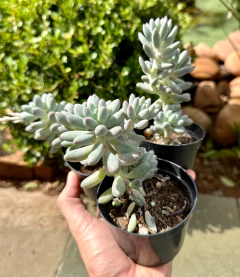 Dedo de bebe (Pote 9) - FLOR DE PEDRA - Loja virtual 