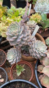 Super Primavera (Pote 9)