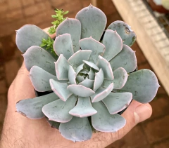 Echeveria Blue Heron (Pote 9) na internet