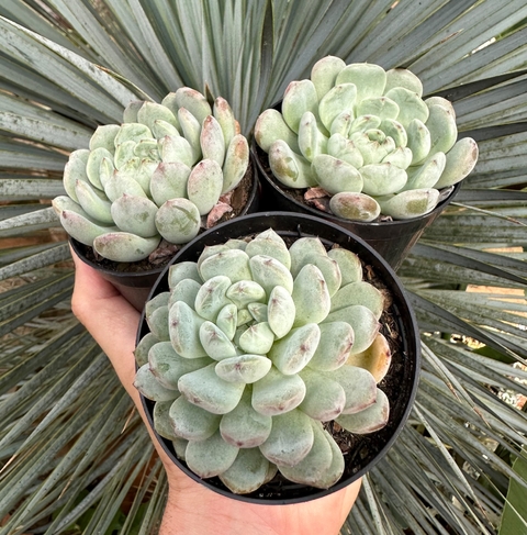 E. Baena (pote 9)