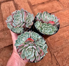 Echeveria Sitifukumiama (Pote 9 colonia ) - comprar online