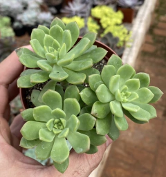 Sedeveria Maialen (Pote 9) - FLOR DE PEDRA - Loja virtual 