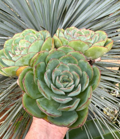 E Strawberry (pote 9) - comprar online