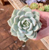 Echeveria Titubans (Pote 9)