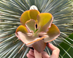 E. Bittersweet (Pote 11) - loja online