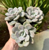 Margaret Rose (Pote 9)