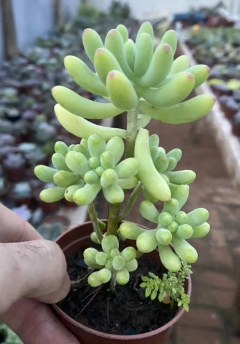 Sedum pachyphyllum (dedo de ET) (Pote 9) - comprar online