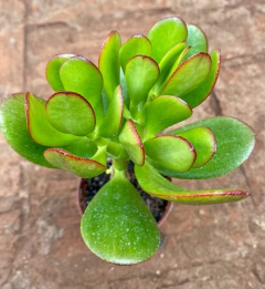 Crasula Ovata (Jade) (Pote 9)