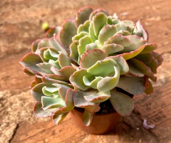 Echeveria Curls cristata no pote 11 - FLOR DE PEDRA - Loja virtual 