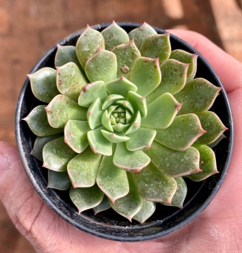 Echeveria Olivia (Pote 9)