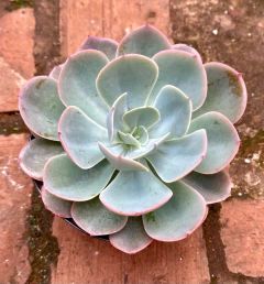 Echeveria Embricata (blue scky) pote 11 - comprar online