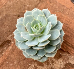 Echeveria Deresina, vaso 11 - comprar online