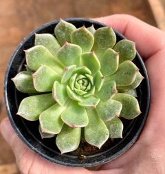 Echeveria Olivia (Pote 9) - comprar online