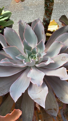 Echeveria After Glow pote 11 - comprar online