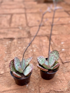 Kalanchoe Humilis (Pote 9) - comprar online