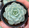 Echeveria Deresina (Pote 9)