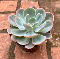 Echeveria Embricata (blue scky) pote 11