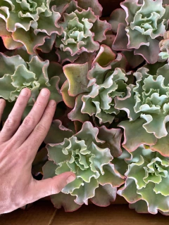 Echeveria Curls (pote 11) na internet