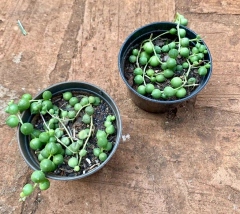 Colar de Perola (Senecio rowleyanus) (Pote 9) na internet