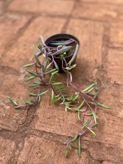 Colar de Ruby (Othonna capensis) (Pote 9) - comprar online