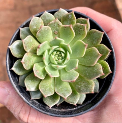 Echeveria Olivia (Pote 9) na internet
