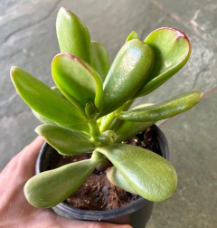 Crasula Hobbit (Pote 9) - FLOR DE PEDRA - Loja virtual 