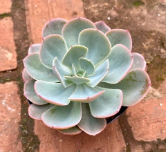Echeveria Embricata (blue scky) pote 11 na internet