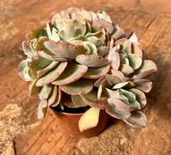 Echeveria Curls cristata no pote 11