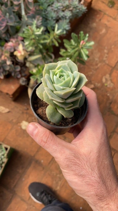 Graptoveria Lovely Rose pote 9 Tamanho Grande na internet