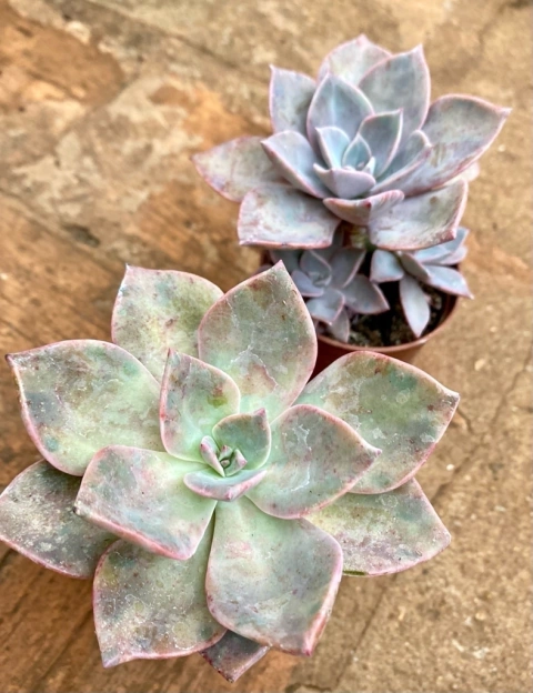 Graptoveria Douglas Huth (Pote 9)