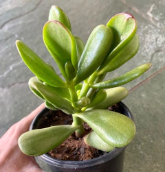 Crasula Hobbit (Pote 9) - loja online