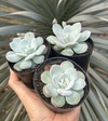 E. Lauii ( Pote 9)