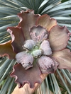 Echeveria Thanos (pote 15)