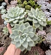 E. Anette (Pote 9)