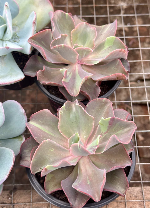 E. Fury Variegata (pote 15)