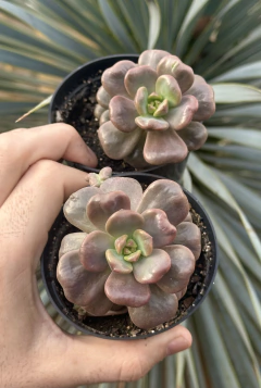 Sedum Adria Bubbaloo (pote 9)