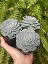 Lola X Querência (Pote 9)