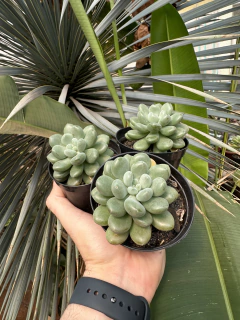 A. Blue Father ( Pote 9)